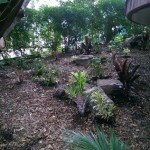 This area was converted into a garden bed after the resident bush turkey was evicted.