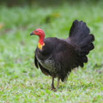 body corporate bush turkey