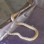 Nundah body corp attracts a new pet.