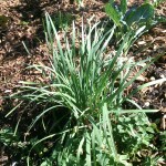 herb garden