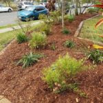 Fresh mulch and new plants revive tired common area garden bed in Auchenflower.